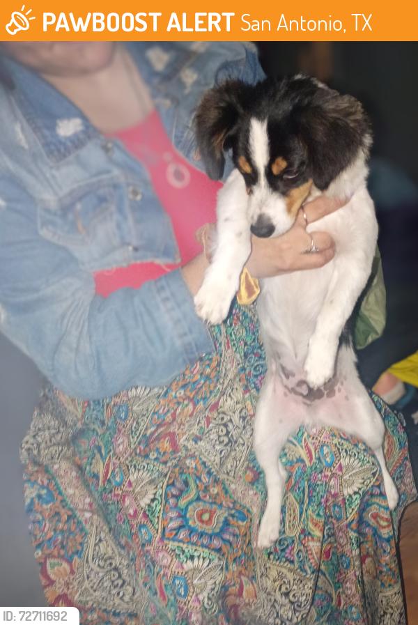Found/Stray Male Dog last seen Avondale Avenue, San Antonio, TX 78210