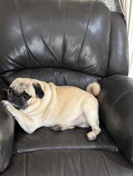Lost Male Dog last seen Grand Avenue State School forest lake , Forest Lake, QLD 