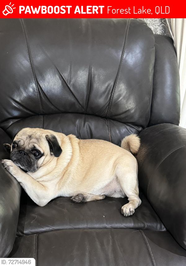 Lost Male Dog last seen Grand Avenue State School forest lake , Forest Lake, QLD 