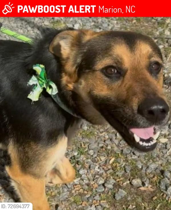 Lost Female Dog last seen Deacon Drive and Fairview road, Marion, NC 28752