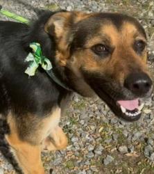 Lost Female Dog last seen Deacon Drive and Fairview road, Marion, NC 28752