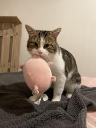 Lost Male Cat last seen NN3 5AQ (near Londis shop) , West Northamptonshire, England NN3 5AQ