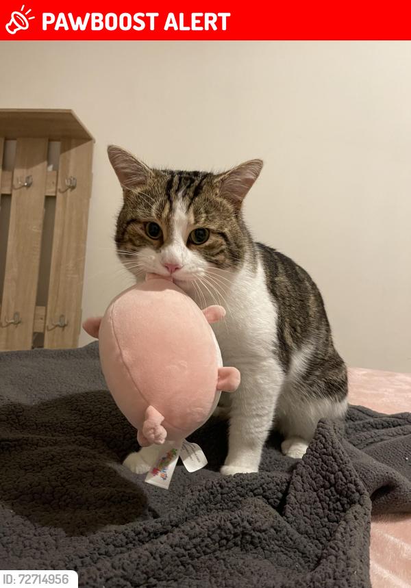 Lost Male Cat last seen NN3 5AQ (near Londis shop) , West Northamptonshire, England NN3 5AQ