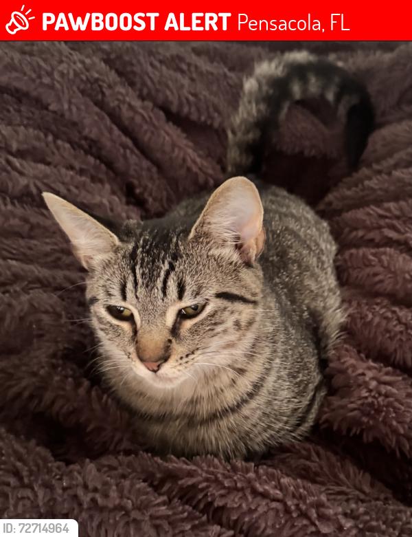 Lost Female Cat last seen Herrington Dr & Channing Pl, Pensacola, FL 32534