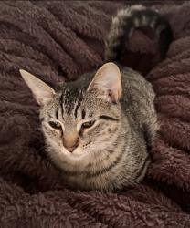 Lost Female Cat last seen Herrington Dr & Channing Pl, Pensacola, FL 32534