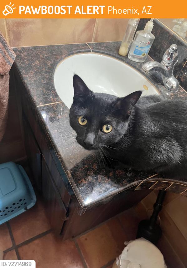 Found/Stray Male Cat last seen Cactus and Tatum , Phoenix, AZ 85032