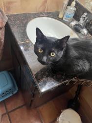 Found/Stray Male Cat last seen Cactus and Tatum , Phoenix, AZ 85032
