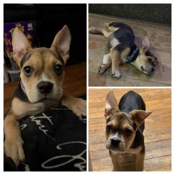 Lost Female Dog last seen Winton Hills Rec Center, Cincinnati, OH 45232