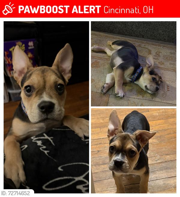 Lost Female Dog last seen Winton Hills Rec Center, Cincinnati, OH 45232