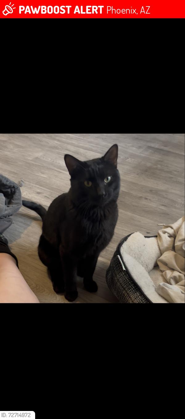 Lost Male Cat last seen Near th st Peoria , Phoenix, AZ 85020