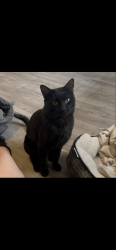 Lost Male Cat last seen Near th st Peoria , Phoenix, AZ 85020