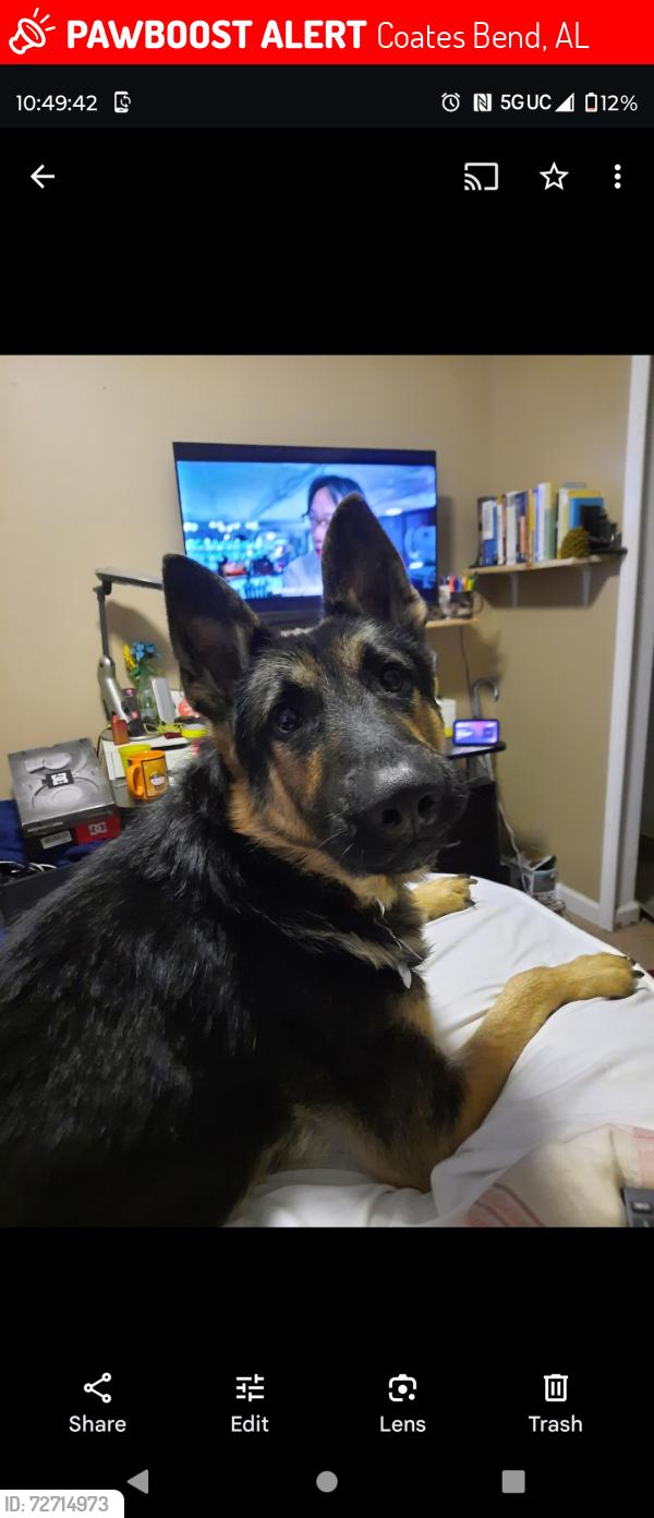 Lost Male Dog last seen Macedonia Church area, Coates Bend, AL 35901