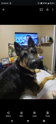Lost Male Dog last seen Macedonia Church area, Coates Bend, AL 35901