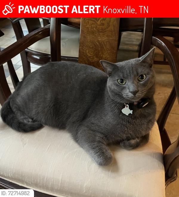 Lost Male Cat last seen Cherokee Bluff, Cherokee Trail, Knoxville, TN 37920