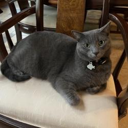 Lost Male Cat last seen Cherokee Bluff, Cherokee Trail, Knoxville, TN 37920
