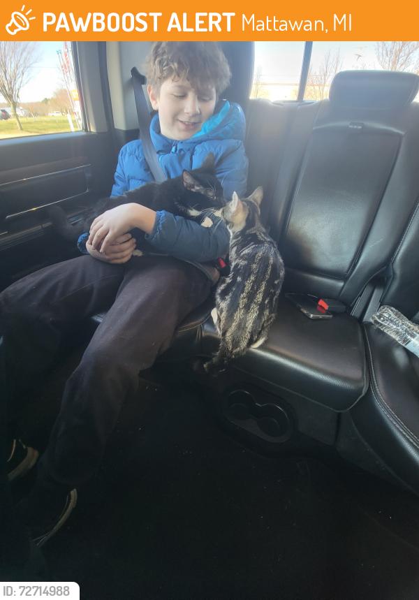 Found/Stray Unknown Cat last seen Fish hatchery , Mattawan, MI 49071