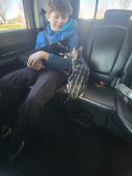 Found/Stray Unknown Cat last seen Fish hatchery , Mattawan, MI 49071