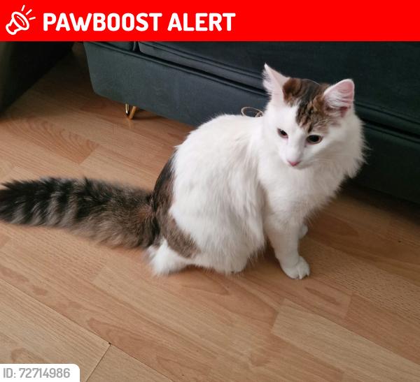 Lost Male Cat last seen St Mark's Rd,, Greater London, England EN1 1BA