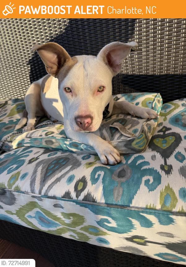 Found/Stray Female Dog last seen Kirk Farms Field on roadway, Charlotte, NC 28262