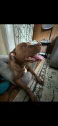 Lost Female Dog last seen Howlett Hill Rd & Harris Rd, Onondaga, NY 13219