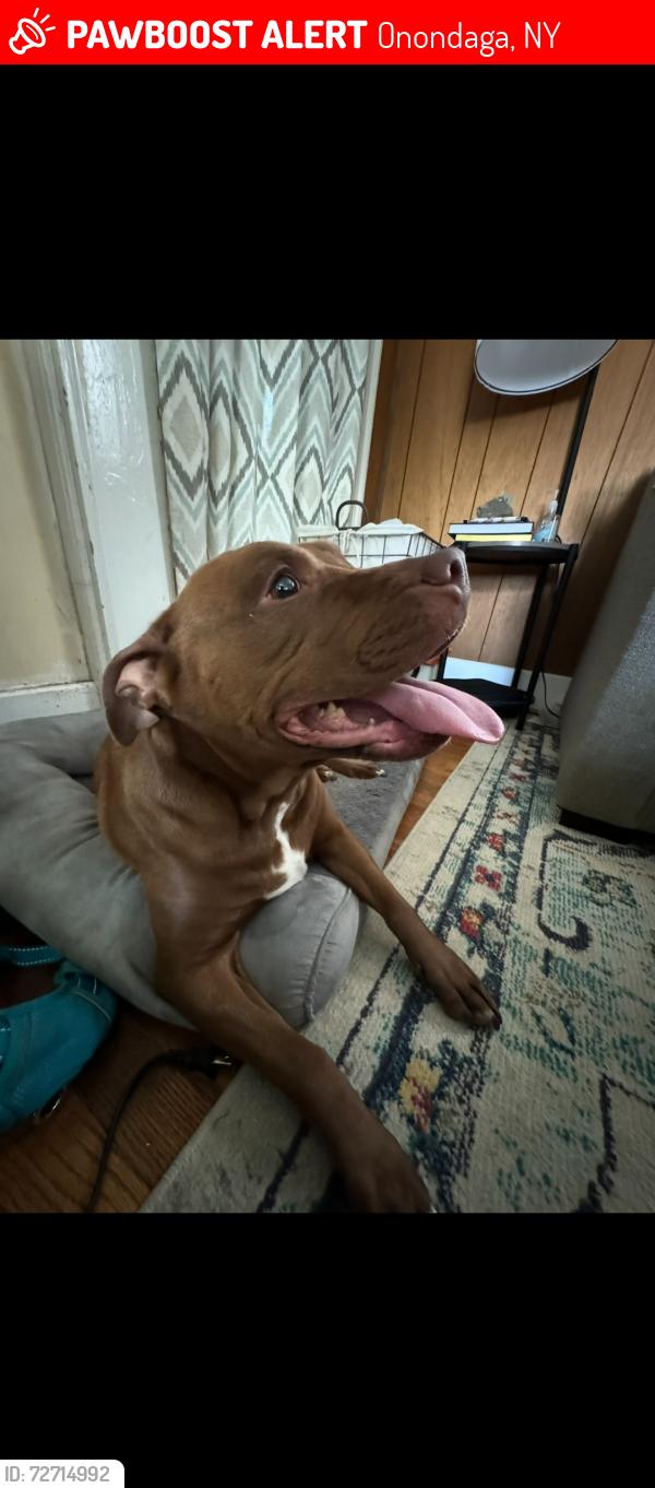 Lost Female Dog last seen Howlett Hill Rd & Harris Rd, Onondaga, NY 13219