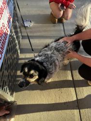 Found/Stray Female Dog last seen Tied to tree near street infront of Walgreens , Dalton, GA 30720