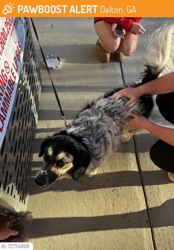 Found/Stray Female Dog last seen Tied to tree near street infront of Walgreens , Dalton, GA 30720