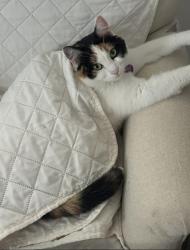 Lost Female Cat last seen Old Gray Summit & Deerfield Ln, Pacific, MO 63069