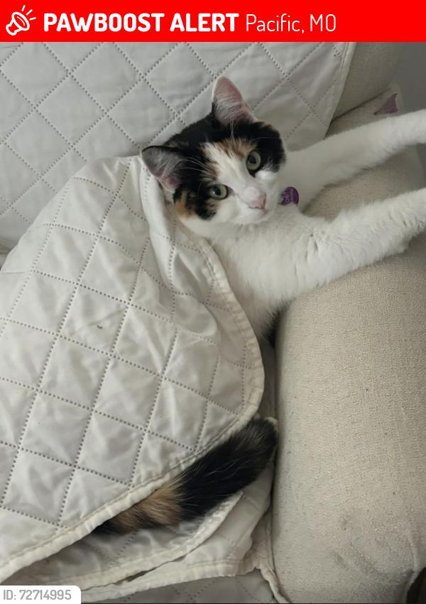Lost Female Cat last seen Old Gray Summit & Deerfield Ln, Pacific, MO 63069