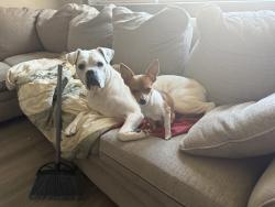 Lost Female Dog last seen Berlin turnpike Berlin ct, Newington, CT 06111
