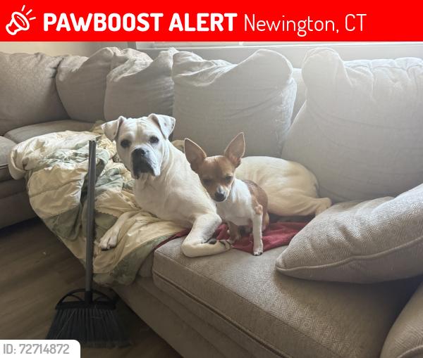 Lost Female Dog last seen Berlin turnpike Berlin ct, Newington, CT 06111