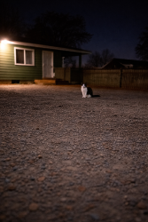 Found/Stray Unknown Cat last seen Near McNair Ave, Union Gap, WA 98903, Union Gap, WA 98903