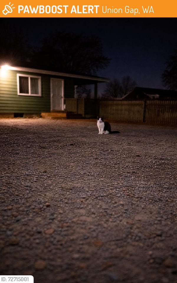 Found/Stray Unknown Cat last seen Near McNair Ave, Union Gap, WA 98903, Union Gap, WA 98903