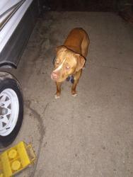 Found/Stray Male Dog last seen 21&Tibbs, Indianapolis, IN 46222