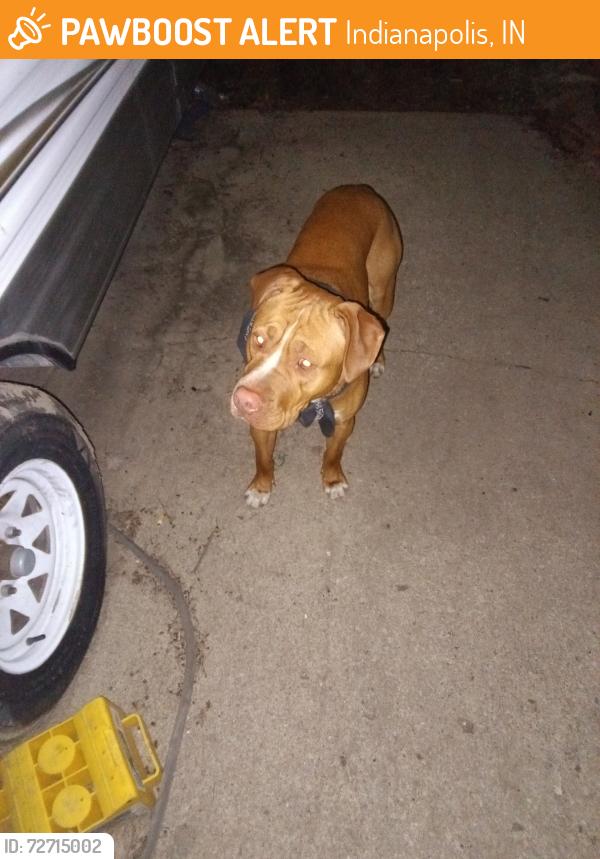 Found/Stray Male Dog last seen 21&Tibbs, Indianapolis, IN 46222