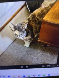 Lost Female Cat last seen alley way behind 6230 hove Rd, Mint Hill, NC 28227