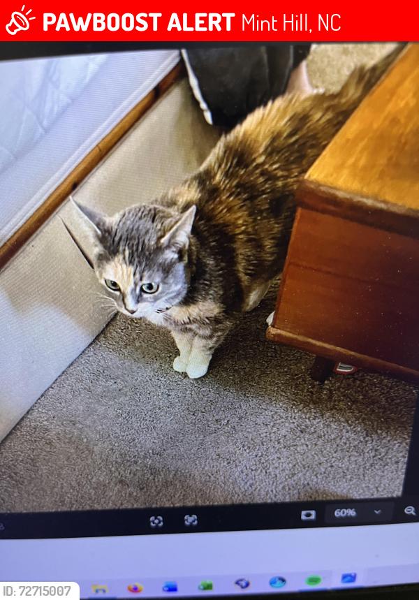Lost Female Cat last seen alley way behind 6230 hove Rd, Mint Hill, NC 28227