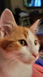 Lost Male Cat last seen 86th ave, Pinellas Park, FL 33782