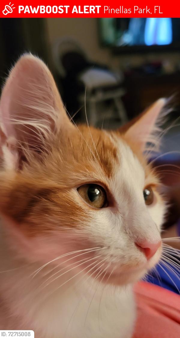 Lost Male Cat last seen 86th ave, Pinellas Park, FL 33782