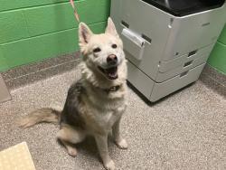 Shelter Stray Female Dog last seen Near BLOCK FLORENCE RD, Murfreesboro, TN 37129