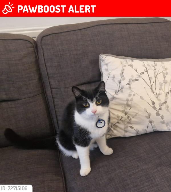 Lost Male Cat last seen Cherry Trees, Farsley, England LS28 5FY
