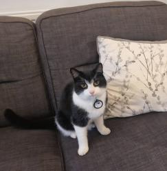 Lost Male Cat last seen Cherry Trees, Farsley, England LS28 5FY
