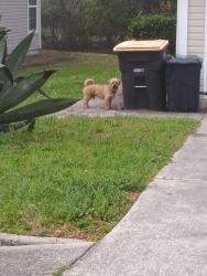 Found/Stray Male Dog last seen Near scott woods drive south, Jacksonville, FL 32208