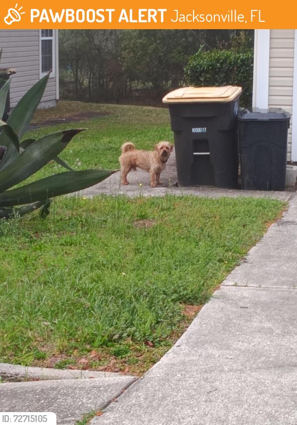 Found/Stray Male Dog last seen Near scott woods drive south, Jacksonville, FL 32208