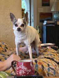 Lost Male Dog last seen Buntyn and higbee, Memphis, TN 38111