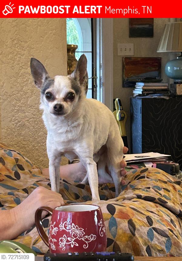 Lost Male Dog last seen Buntyn and higbee, Memphis, TN 38111