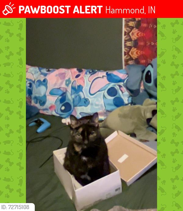 Lost Female Cat last seen Near block 164th st hammond - Hessville area , Hammond, IN 46323