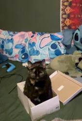 Lost Female Cat last seen Near block 164th st hammond - Hessville area , Hammond, IN 46323