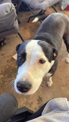 Found/Stray Female Dog last seen Highway 52 and dixie pipeline road, Cheraw, SC 29520