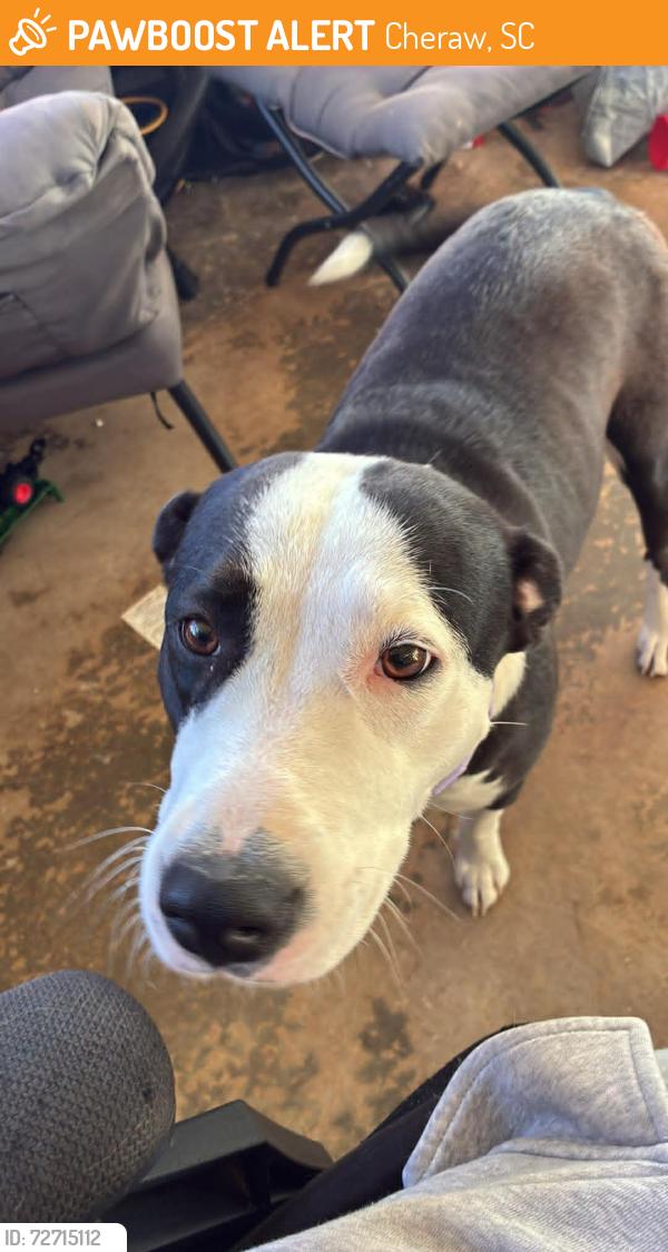 Found/Stray Female Dog last seen Highway 52 and dixie pipeline road, Cheraw, SC 29520